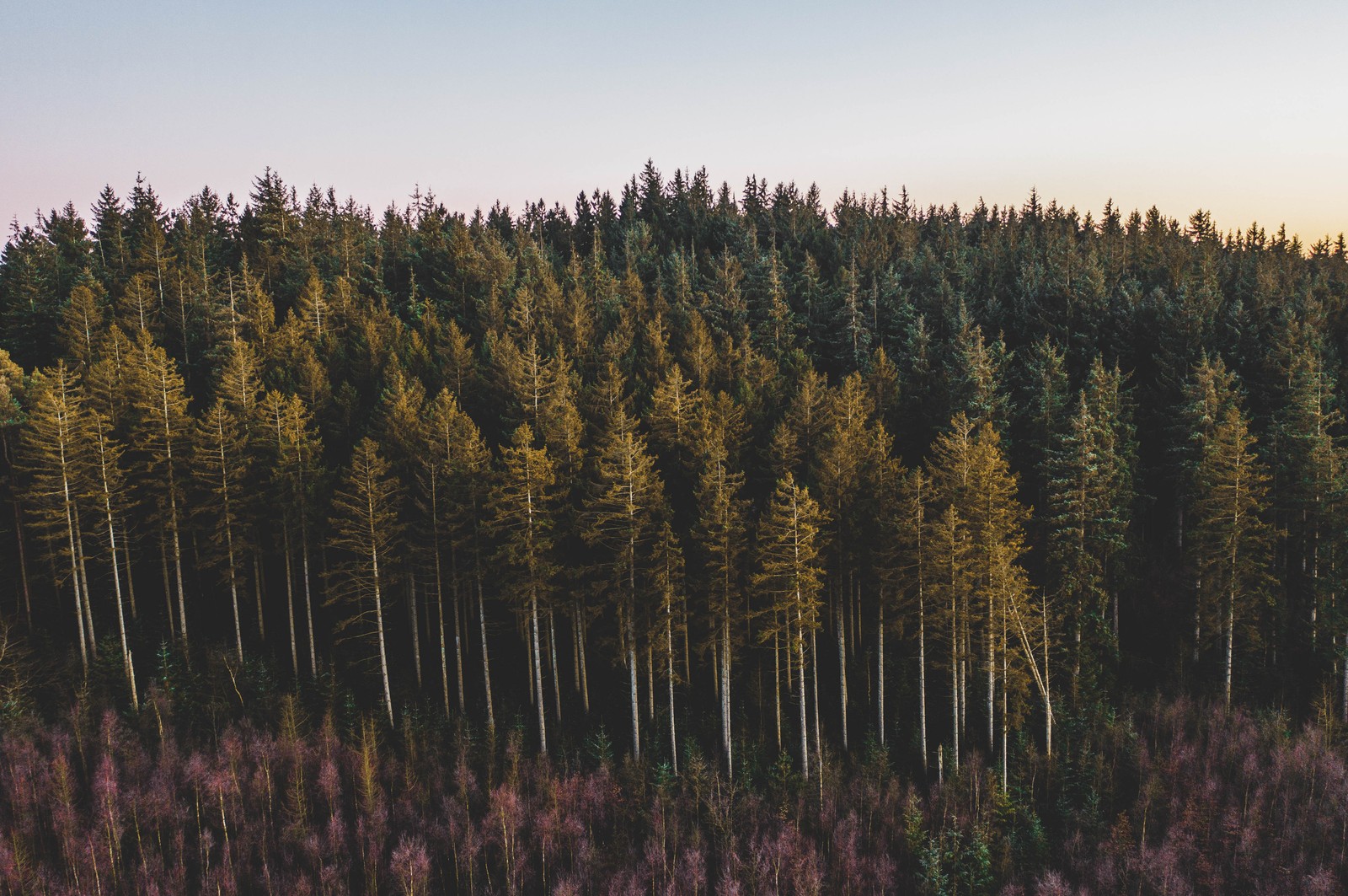 A view of a forest with tall trees and a pink sky (tree, forest, natural environment, wilderness, red pine)