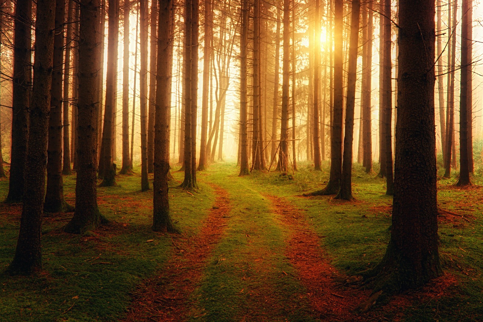 A forest with a path leading through it and the sun shining through the trees (foreign, path, sunlight, ambiance, woods)