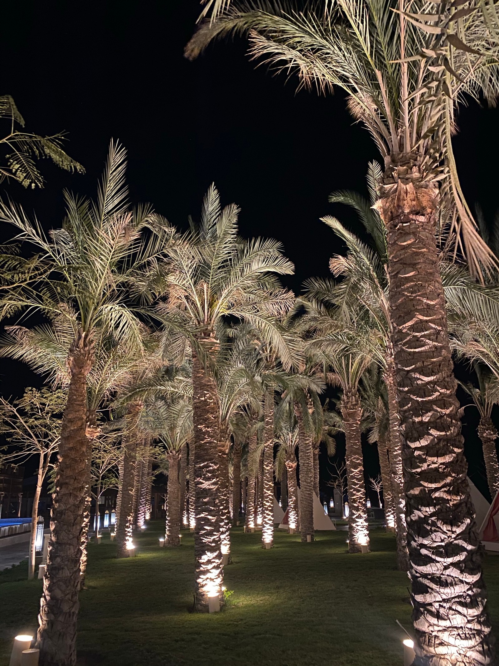 Arafed palm trees in a park at night with lights on (palm trees, date palm, landscape lighting, woody plant, plant)