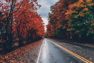 herbstbäume, laub, jahreszeiten, herbst, leere straße