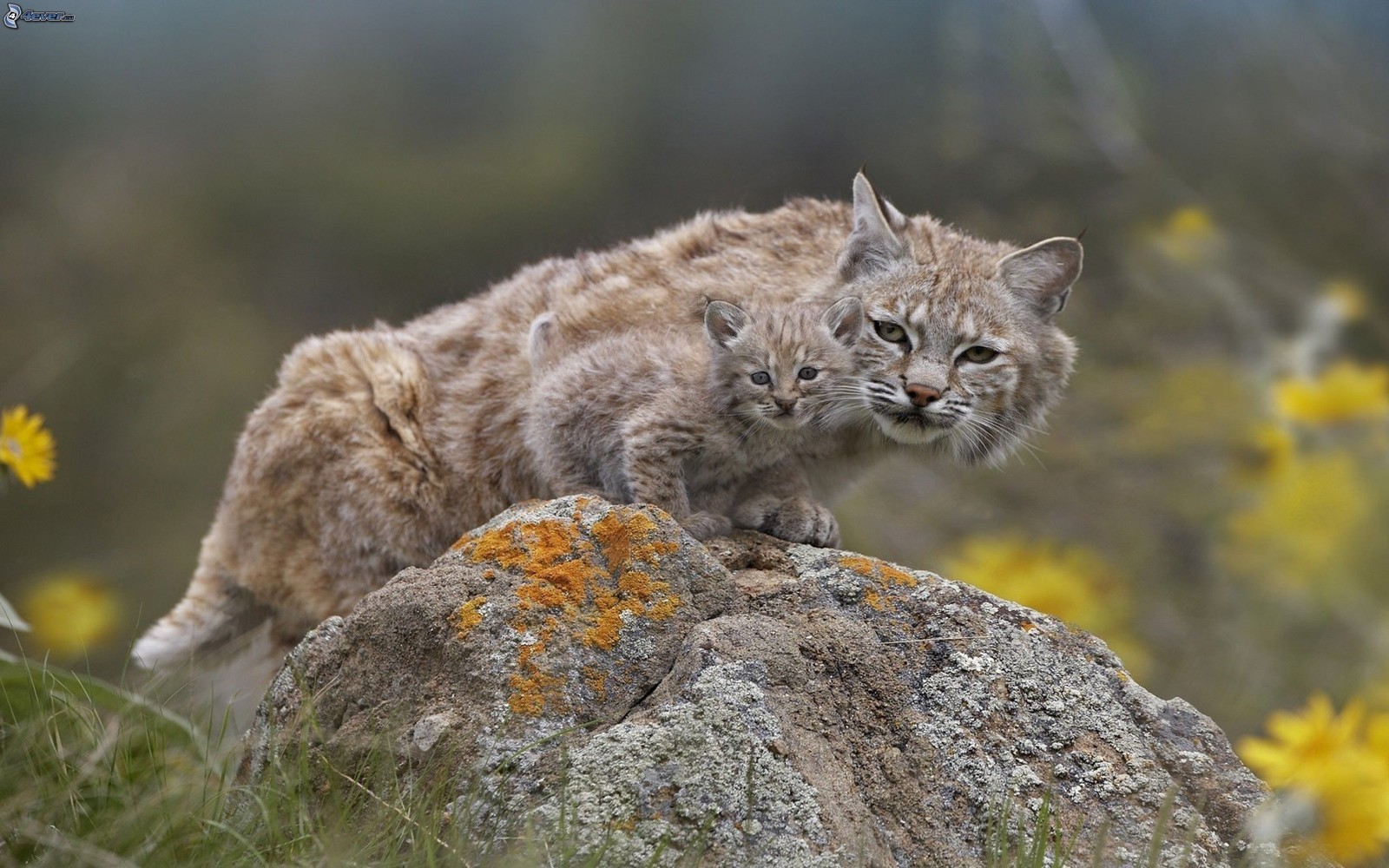 Скачать обои евразийская рысь, дикая кошка, felidae, рысь, каракал