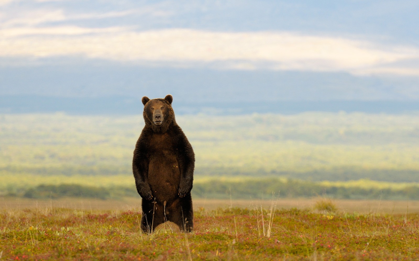 Hay un oso de pie en un campo con una montaña al fondo (vida silvestre, pradera, ecorregión, oso grizzly, oso pardo)