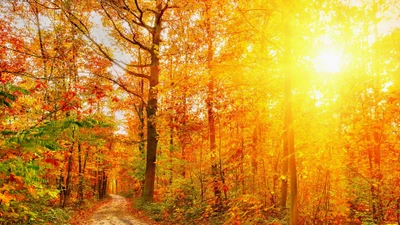 Otoño dorado en el bosque: Un camino soleado a través de colores vibrantes del bosque