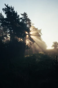 Sunlight Streaming Through Trees at Dawn