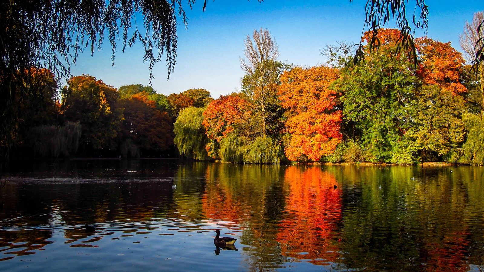 Une vue d'un lac avec un cygne au milieu (inde, india, automne, réflexion, nature)