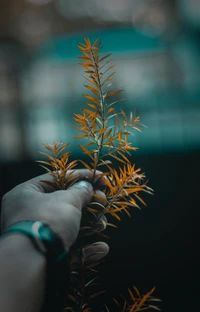 Hand Holding a Vibrant Orange Leafy Stem