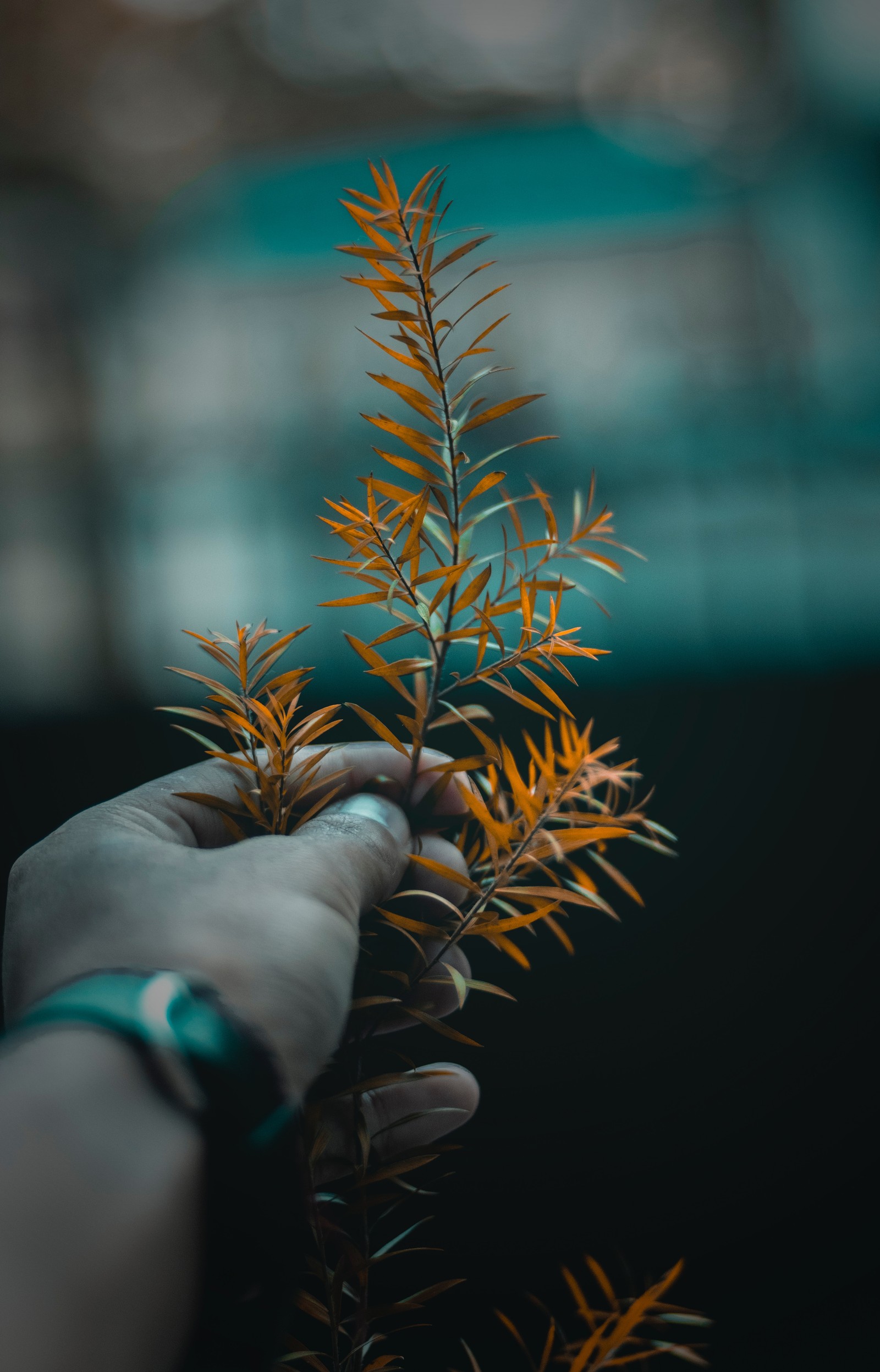 Someone holding a plant with orange leaves in their hands (tree, leaf, plant, branch, flower)