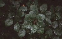 plant, water, leaves, moisture, drops