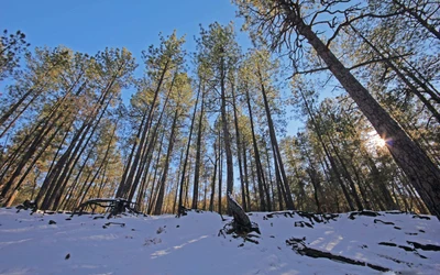 nieve, árbol, invierno, bosque, bosque templado de coníferas