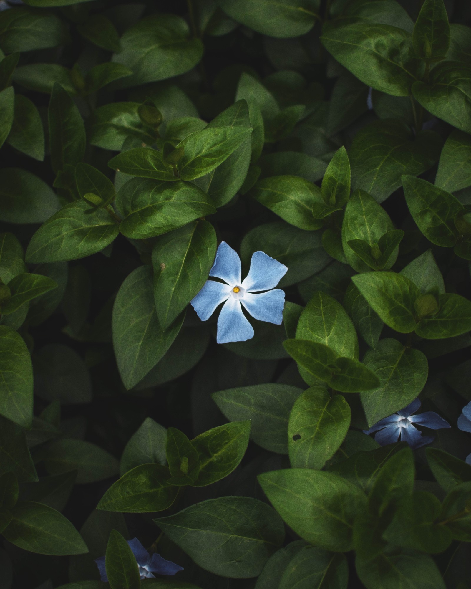 Una flor azul que crece en medio de algunas hojas verdes (flor, verde, planta floreciendo, azul, hoja)