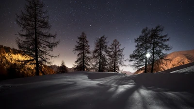 neve, natureza, árvore, inverno, noite