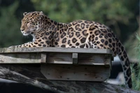 Leopardo descansando em uma plataforma de madeira, exibindo seu distinto pelo manchado e sua postura alerta em um ambiente natural.