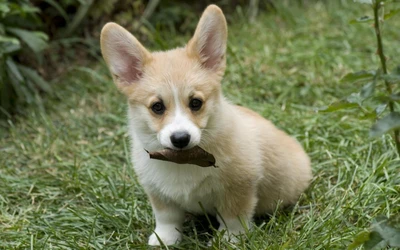 Playful Pembroke Welsh Corgi Puppy with a Leaf in Its Mouth