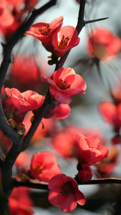 Beleza das flores de cerejeira: Uma galáxia de flores rosas