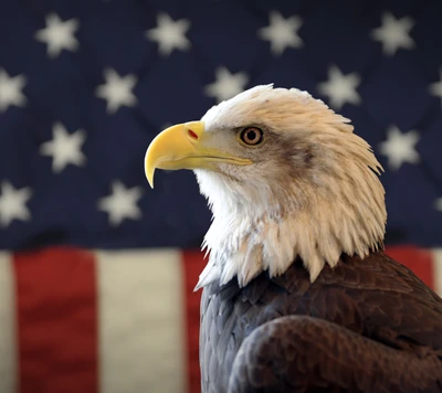 américa, pássaro, águia, bandeira, estados unidos