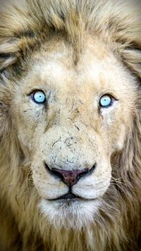 Majestätischer Löwe mit auffälligen blauen Augen