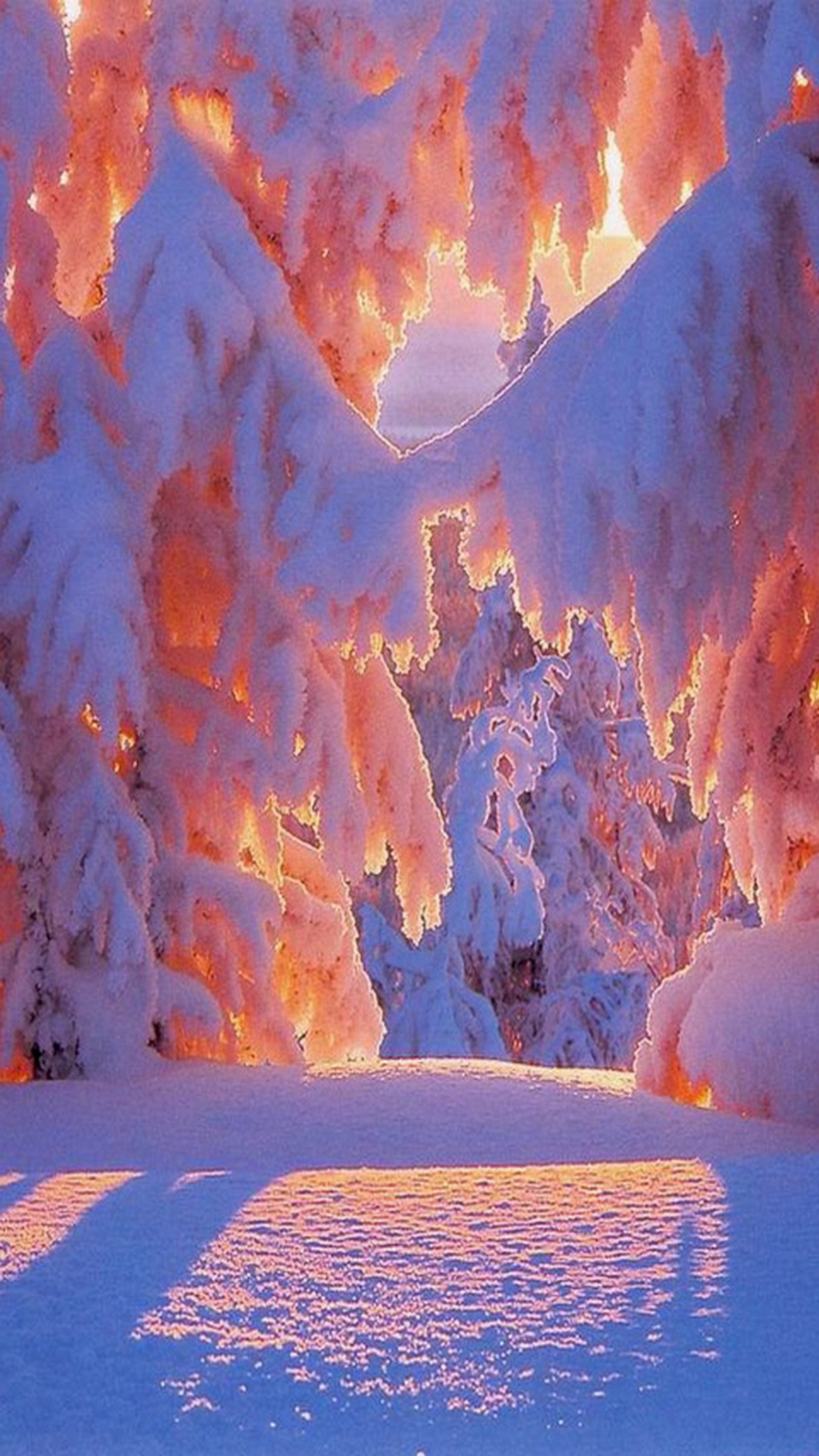 Árvores nevadas em uma floresta nevada ao pôr do sol (beleza, inverno)