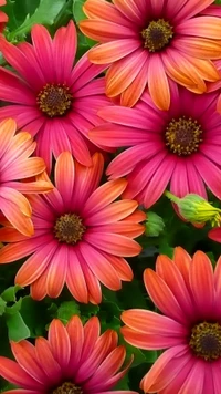 flower, leaf, nature wallpaper