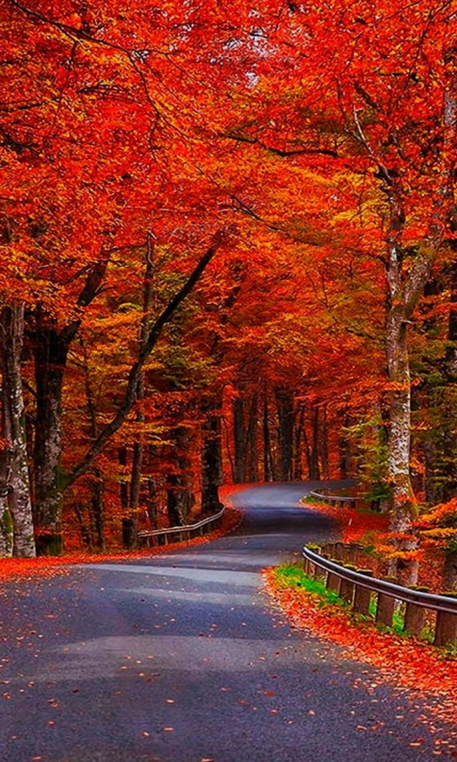 Des arbres avec des feuilles rouges bordent la route (hd, naturel, nature, nouveau, sympa)