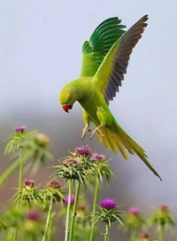 parrot, bird