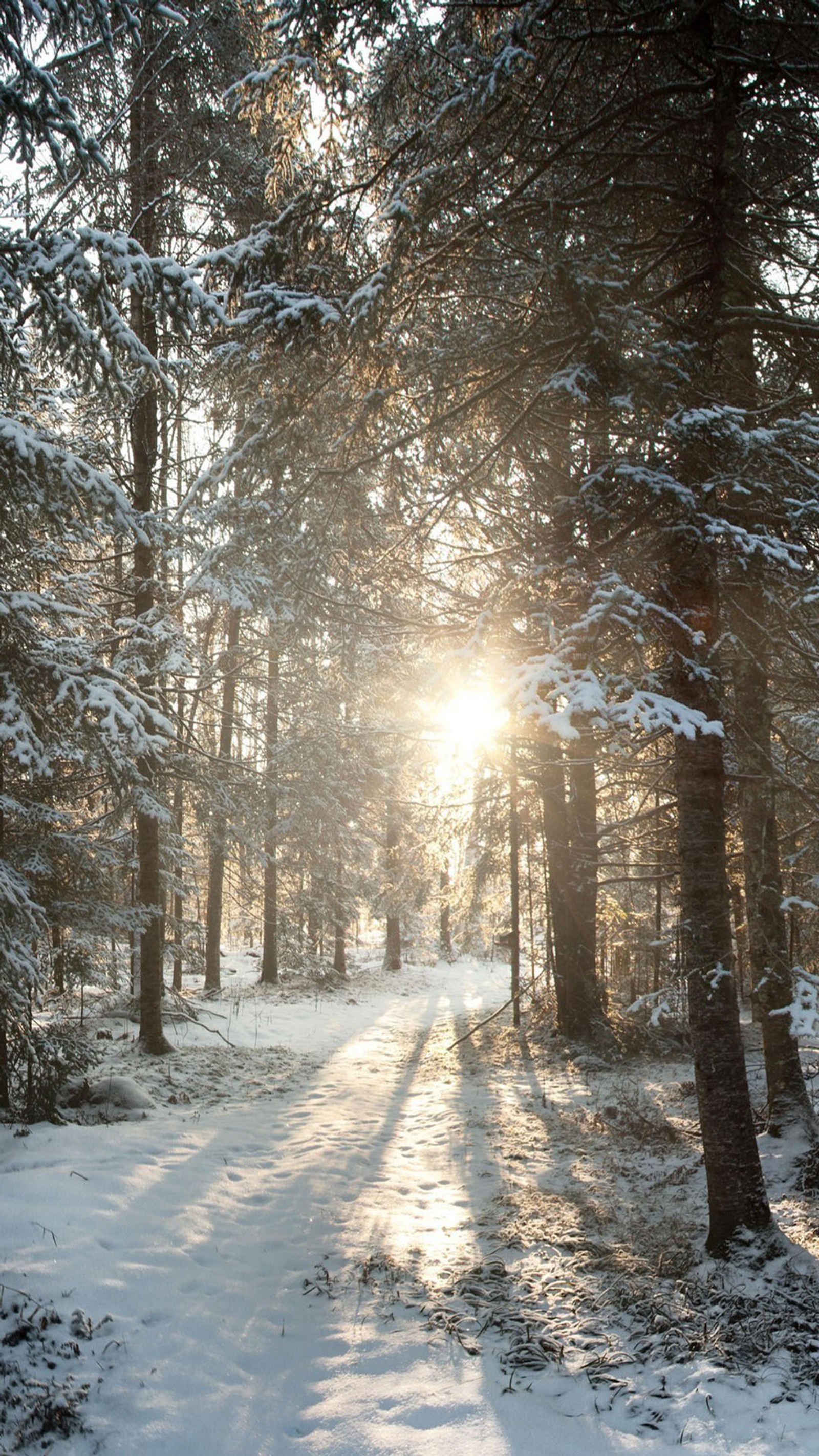 sun, winter wallpaper