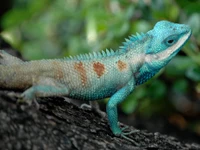 animal, azul, bosque, lagarto, reptil