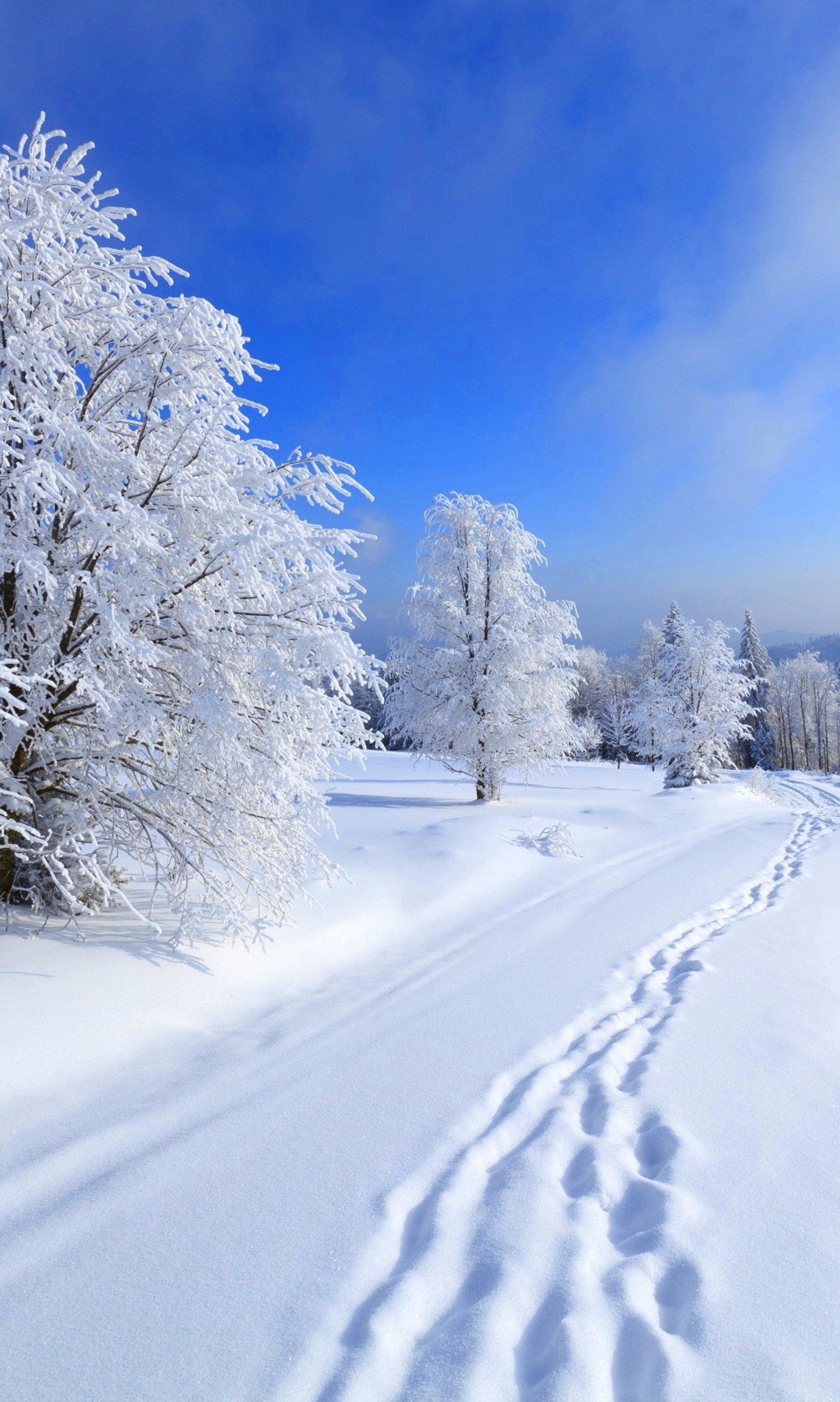 Verschneite bäume säumen einen weg in einem verschneiten feld (blau, hd, landschaft, natur, himmel)