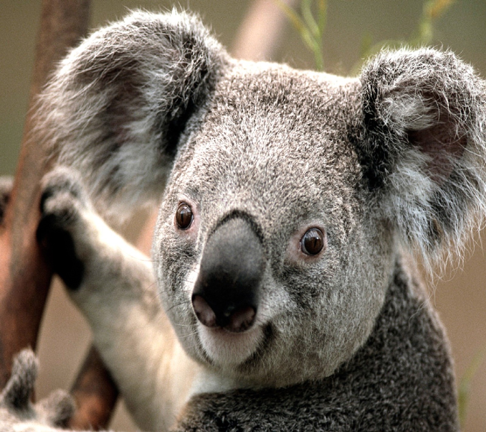 Ein koala sitzt auf einem baumzweig (australien, bär, koala)