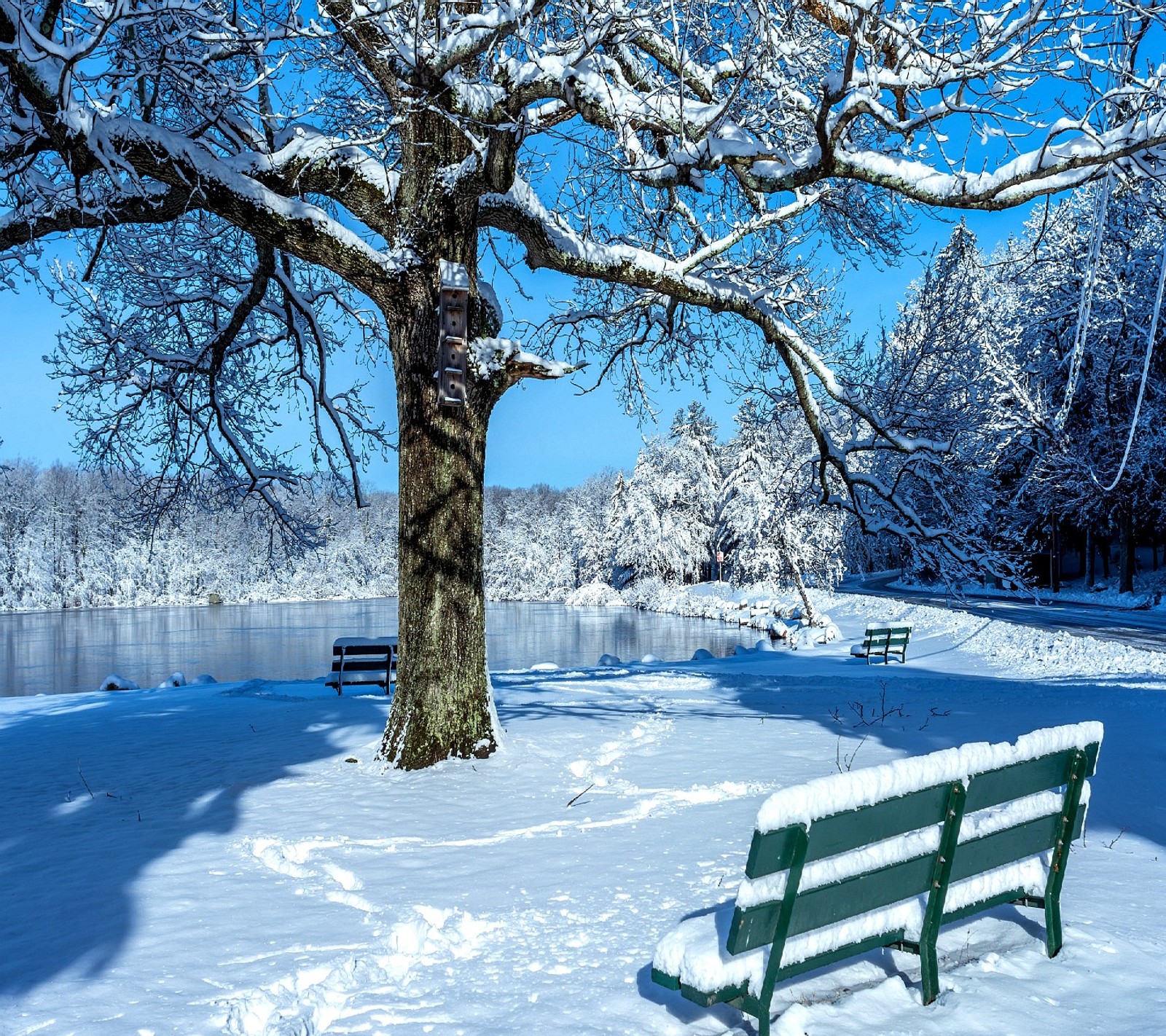 Schneebedeckte parkbank vor einem baum und einem see im winter (natur)