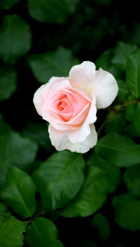 flower, pink, rose