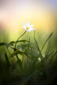 fleur, nature, jaune, plante, herbe