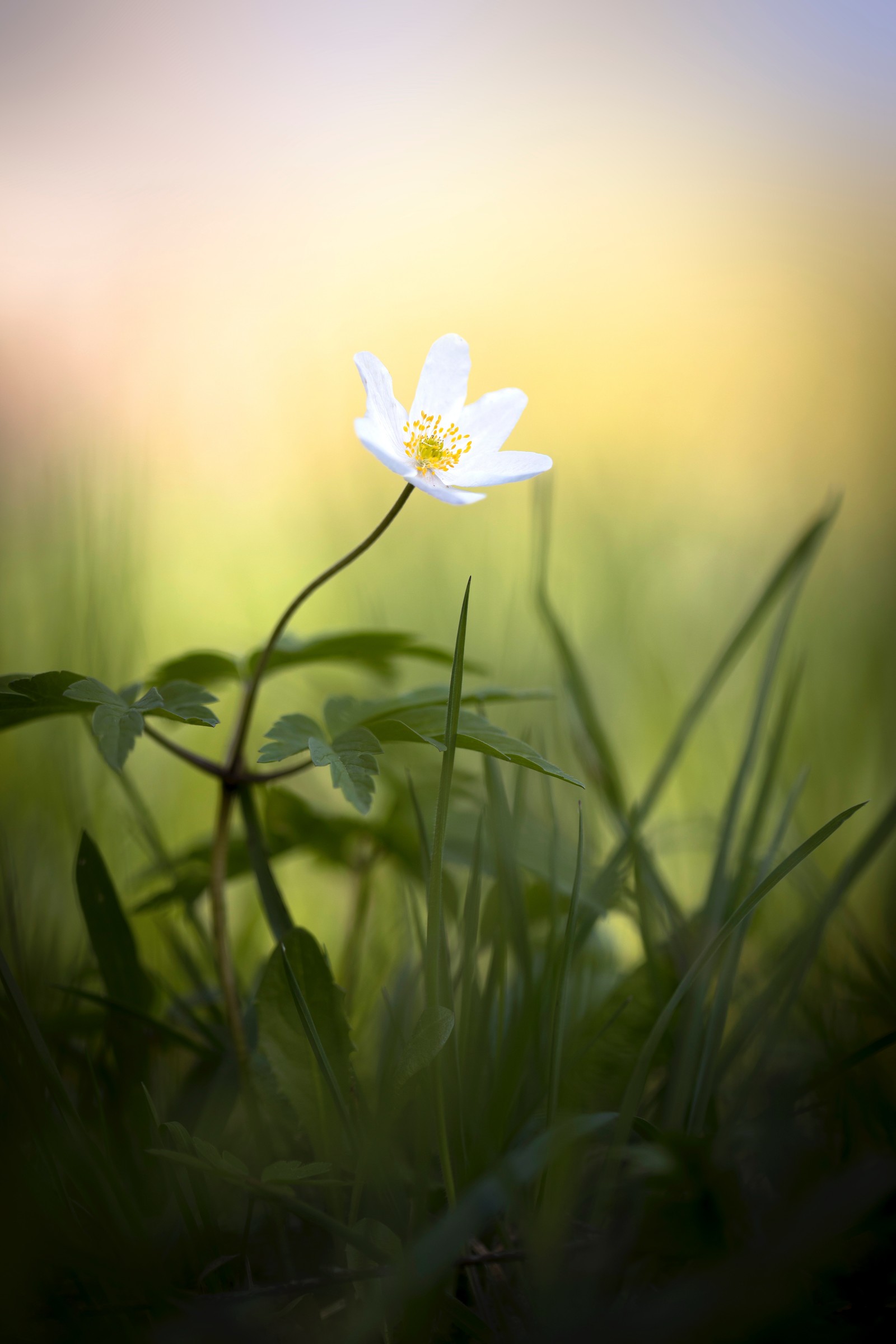 There is a small white flower that is in the grass (flower, nature, yellow, plant, grass)