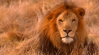 Lion masai majestueux regardant intensément dans la prairie dorée.