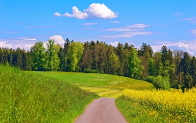 nature, prairie, champ, pâturage, végétation