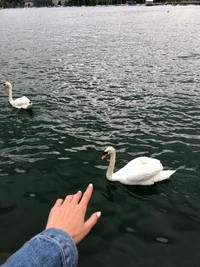 Un elegante cisne se desliza a través de un sereno cuerpo de agua, mientras una mano se extiende hacia él, capturando un momento de conexión con la naturaleza.