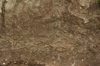 Textured Brown Soil and Earth Layers with Grasses and Rocks