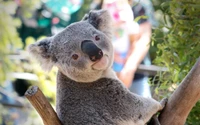 Curious Koala Climbing a Tree in Australia