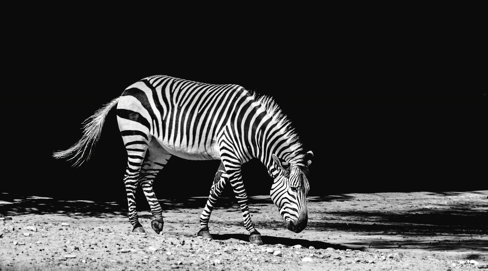 zebra, wildlife, terrestrial animal, black, white Download Wallpaper