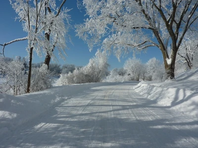 Von Frost bedeckte Bäume säumen eine schneebedeckte Straße unter einem klaren blauen Himmel in einer ruhigen Winterlandschaft.