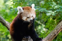 Toilettage du panda rouge dans la réserve naturelle