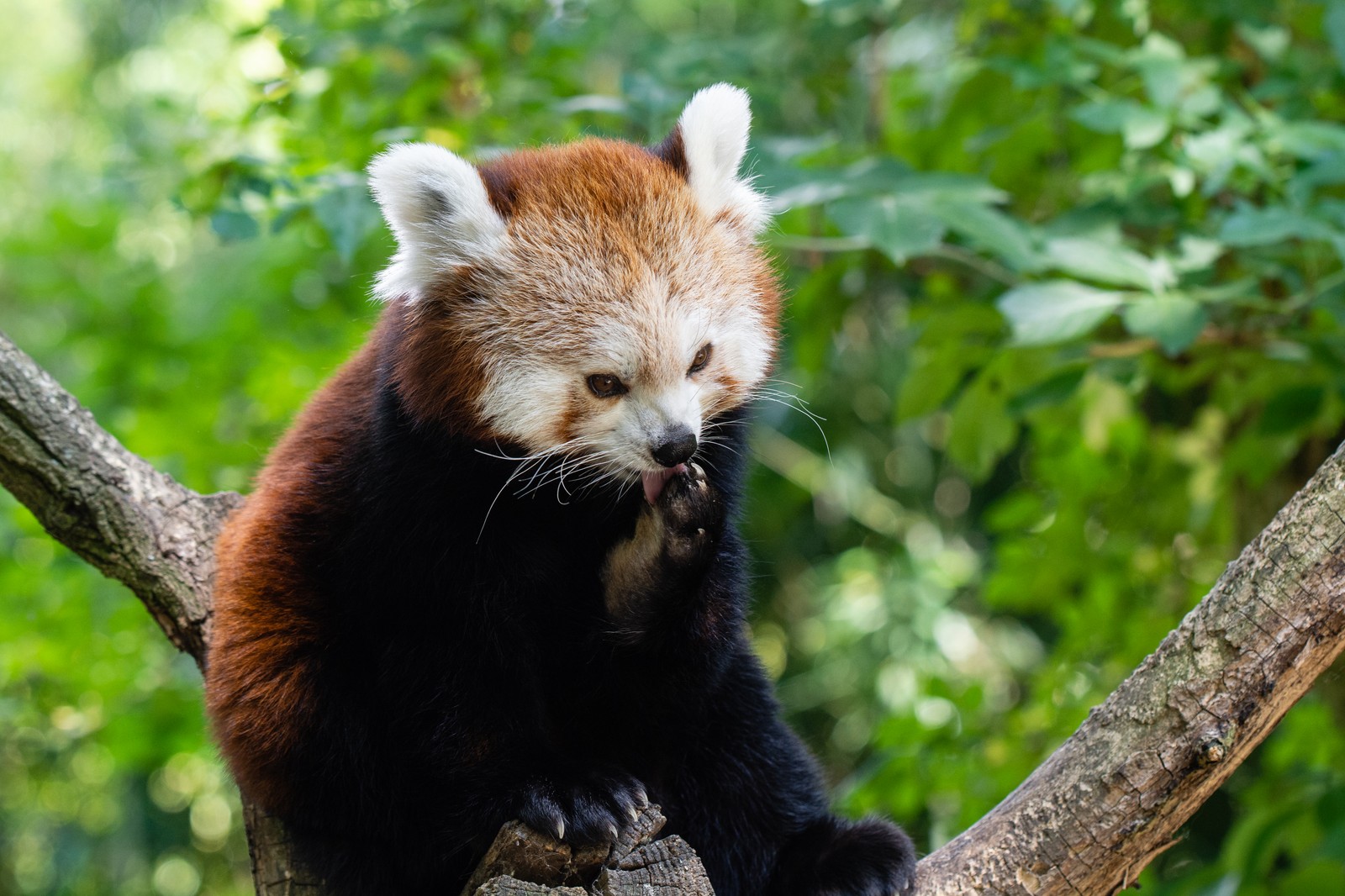 Hay un panda rojo sentado en una rama de árbol comiendo algo (panda rojo, panda gigante, animal terrestre, vida silvestre, reserva natural)