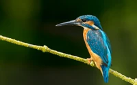 bird, beak, wildlife, coraciiformes, kingfisher