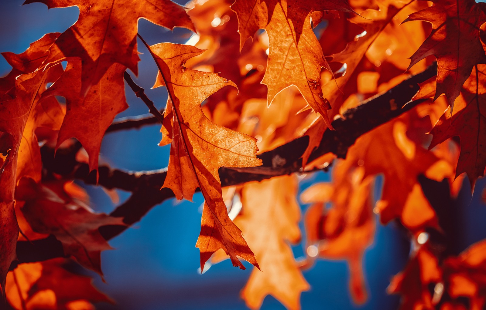 Nahaufnahme eines baumes mit orangefarbenen blättern (herbstblätter, orangeblatt, sonnenlicht, nahaufnahme, 5k)