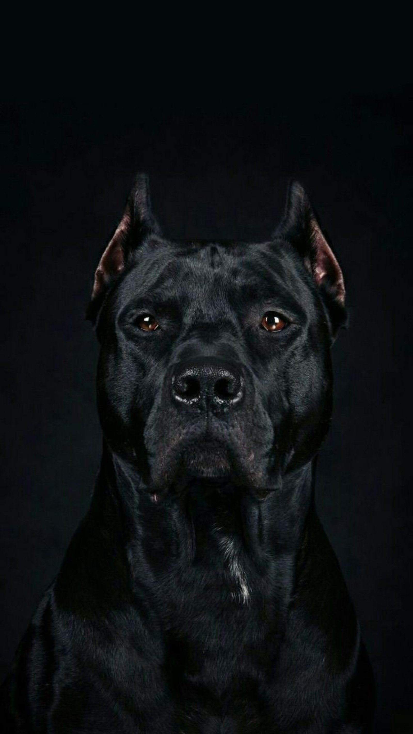 A close up of a black dog with a black background (american pit bull terrier, cane corso, american staffordshire terrier, dobermann, puppy)