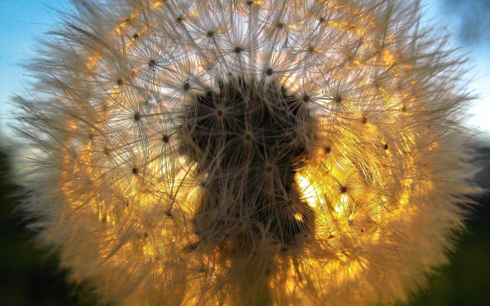 Un gros plan d'un pissenlit avec le soleil brillant à travers (jaune, plante, pollen, flore, atmosphère terrestre)