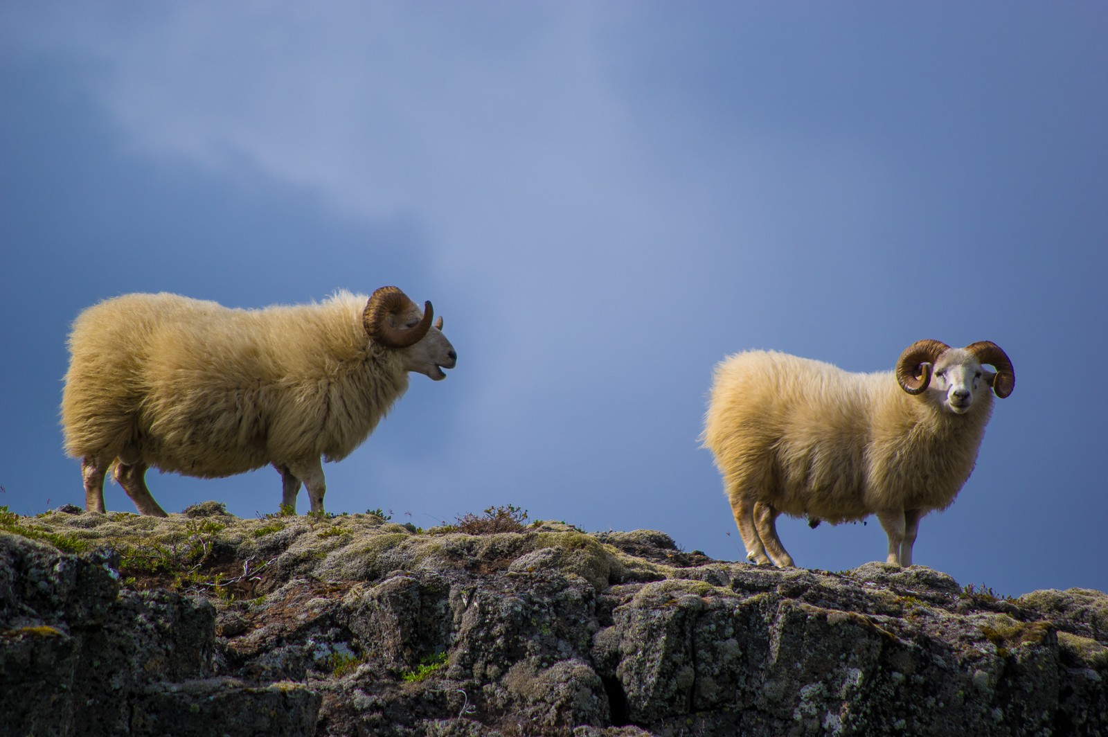 Dois carneiros em pé em um penhasco rochoso com um céu azul ao fundo (ovelhas, animal terrestre, paisagem, pradaria, focinho)