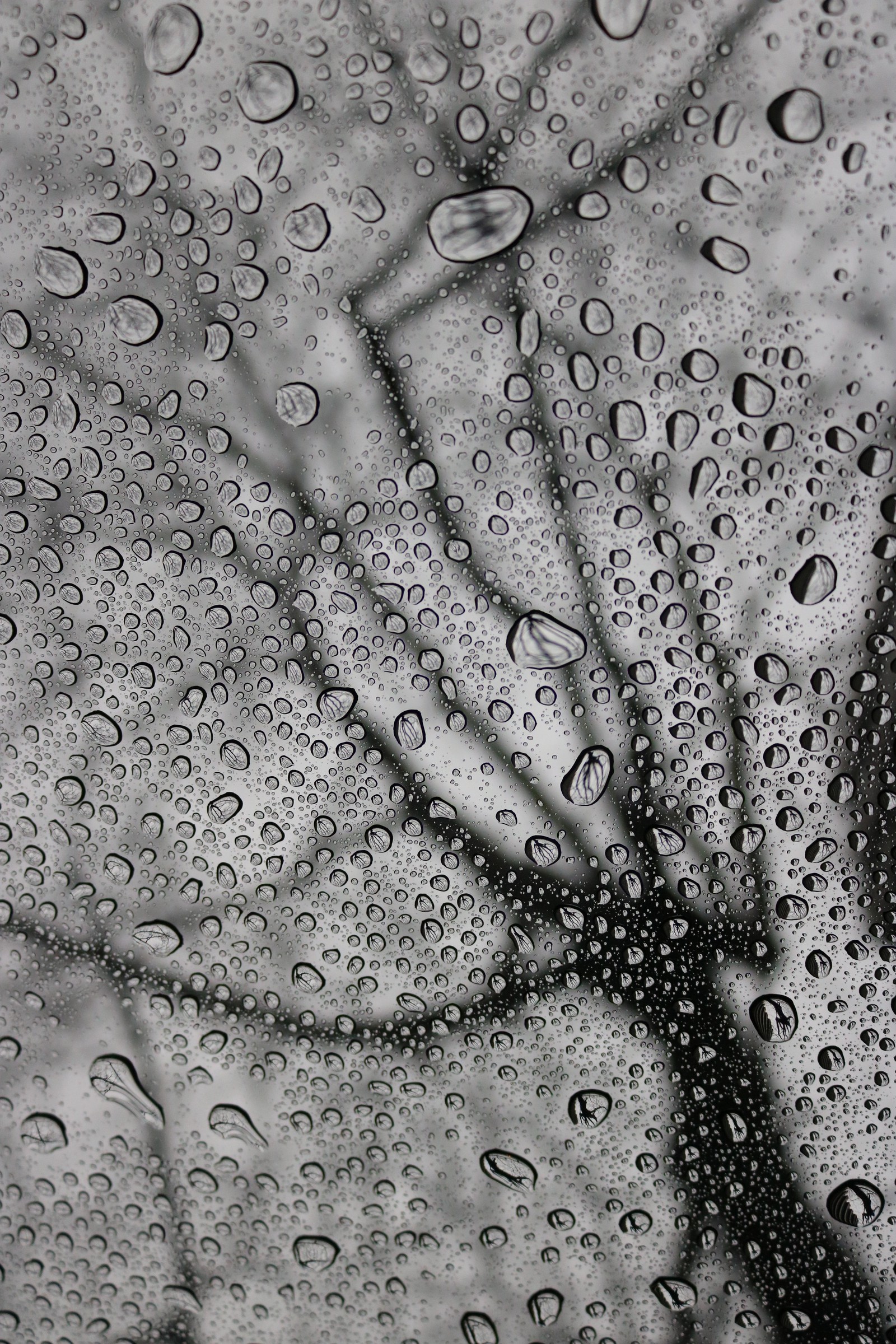 Árbol aráfed bajo la lluvia con gotas de agua sobre él (lluvia, gota, monocromo, árbol, diseño)