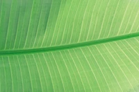 Close-Up of a Vibrant Green Banana Leaf with Textured Lines