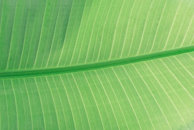 Gros plan d'une feuille de bananier verte vibrante avec des lignes texturées