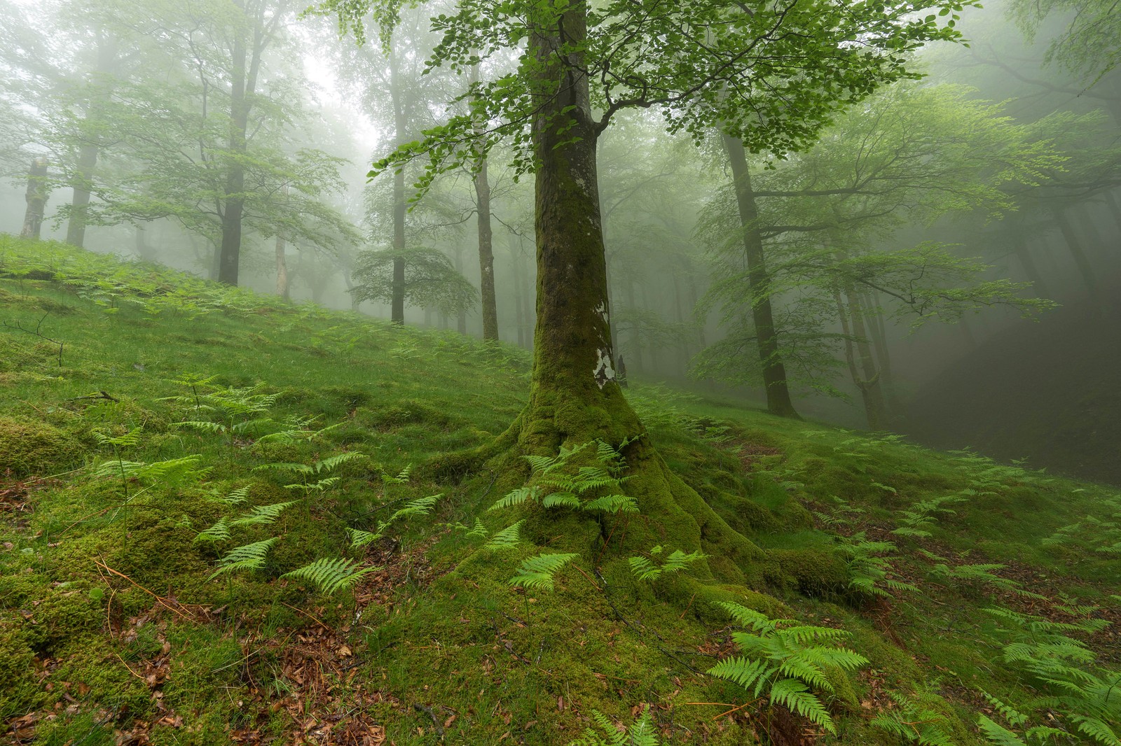 A close up of a tree with a mossy base in a forest (vegetation, tree, forest, woodland, tropical rainforest)